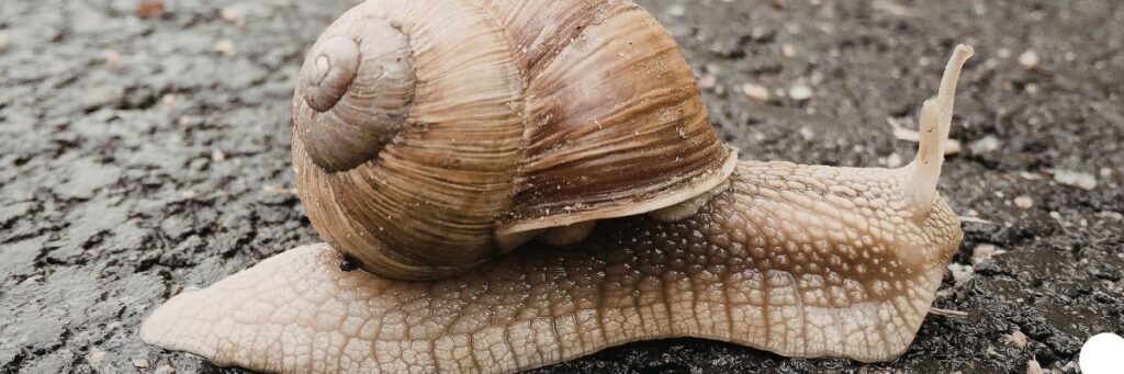 Slow Living Rehberi